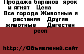 Продажа баранов, ярок и ягнят › Цена ­ 3 500 - Все города Животные и растения » Другие животные   . Дагестан респ.